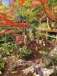【京都/紅葉スポット】樹齢700年！１度はみたい、神秘的な五葉松🍁
