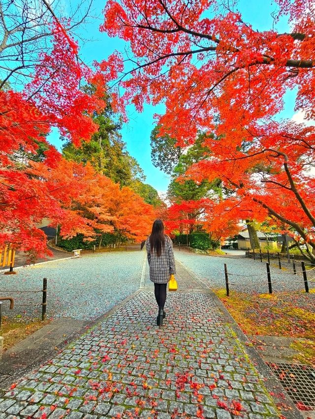 【京都/紅葉スポット】実は花手水が美しい💕めちゃくちゃ人気の人混み必須なお寺🧘‍♀️🍂