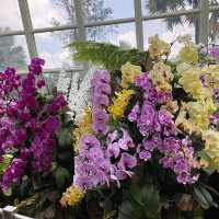 A Floral Paradise in National Orchid Garden 🇸🇬