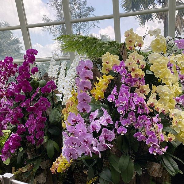 A Floral Paradise in National Orchid Garden 🇸🇬