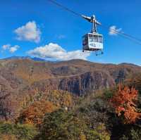 ใบไม้เปลี่ยนสี nikko
