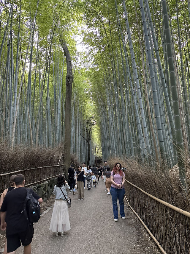 Arashiyama Bamboo Forest