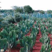 ไร่วันยังขำ จ.ศรีสะเกษ 🏜️🌵🌿