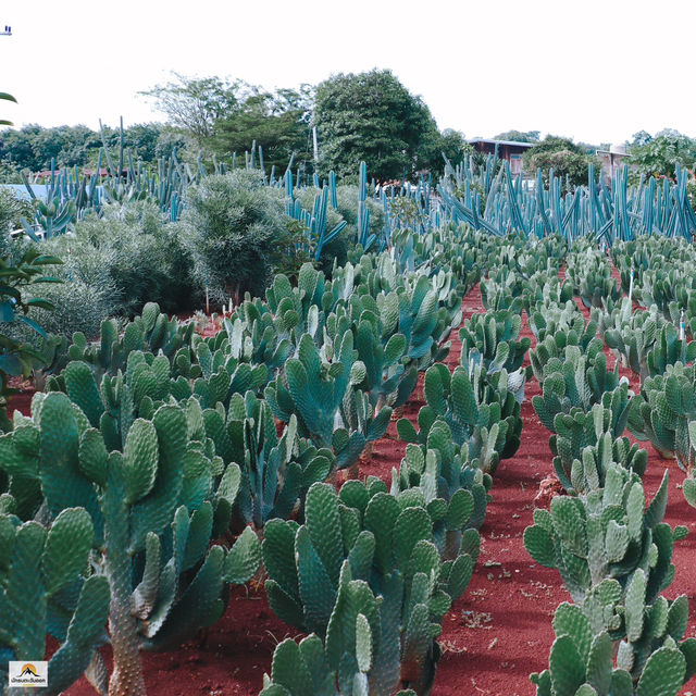 ไร่วันยังขำ จ.ศรีสะเกษ 🏜️🌵🌿