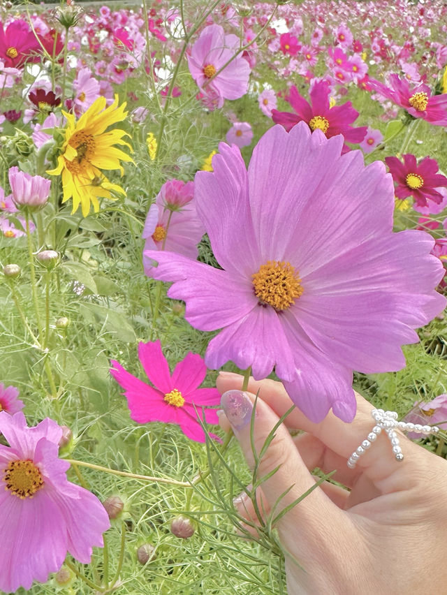 400万本のコスモス畑🌼*･