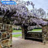 墨爾本賞花-南半球百花綻放的皇家植物園