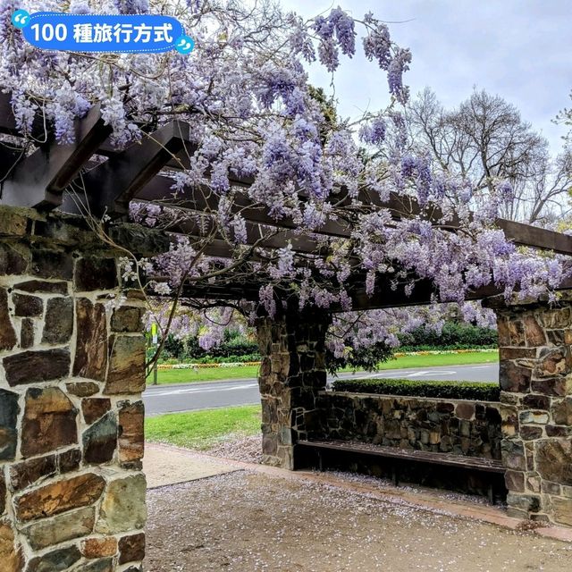 墨爾本賞花-南半球百花綻放的皇家植物園