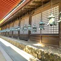 奈良°ㅣ原始森林中的千年神社ㅣ被鹿包圍的春日大社