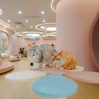 深圳灣超治癒貓Cafe😍