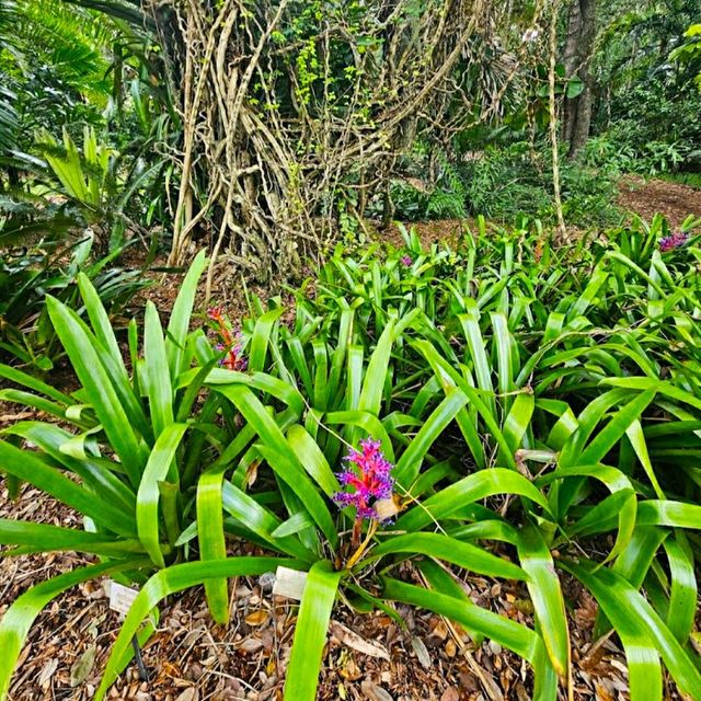 BEAUTIFUL FAIRCHILD TROPICAL BOTANICAL GARDEN.