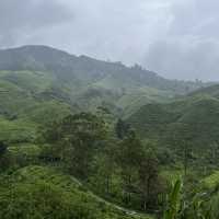 Afternoon tea at a tea plantation 