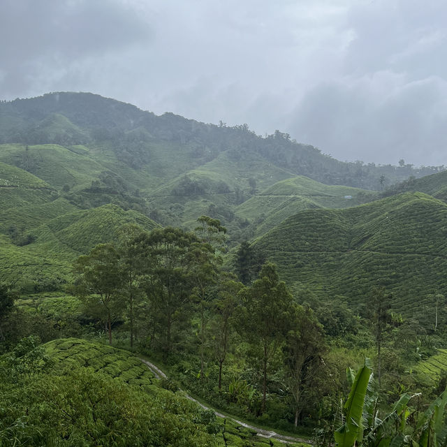 Afternoon tea at a tea plantation 