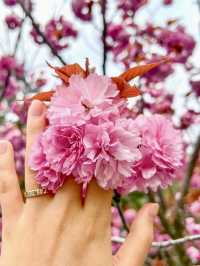 튤립맛집에서 만난 퐁실퐁실 겹벚꽃🌷