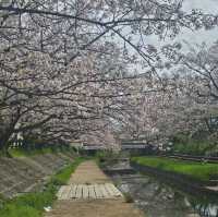 ไปดูซากุระ motoarakawa , saitama