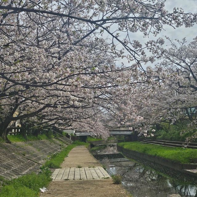 ไปดูซากุระ motoarakawa , saitama