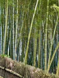 Less Crowded Bamboo Grove in Kyoto 🎋