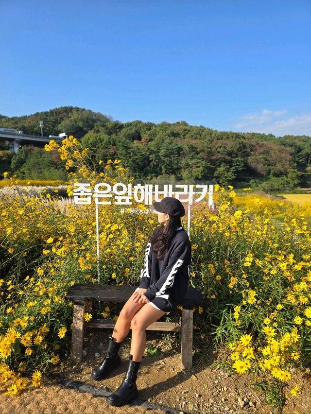 노랑 핑크물결이 가을가을한 기장 광산마을🩷