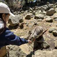 Adelaide Cleland Wildlife Park