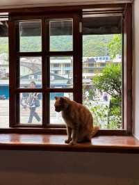 หมู่บ้านแมวที่ไต้หวัน Houtong Cat Village