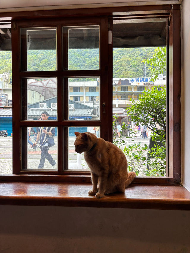 หมู่บ้านแมวที่ไต้หวัน Houtong Cat Village