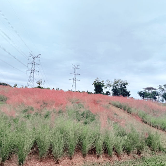 週日浪漫花海🌷深圳陌上花園