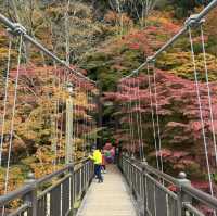 紅葉滿天的紅葉谷大吊橋