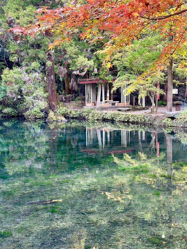 【栃木×佐野】関東のモネの池  澄み切った水に泳ぐ鯉 まるで絵画のよう？