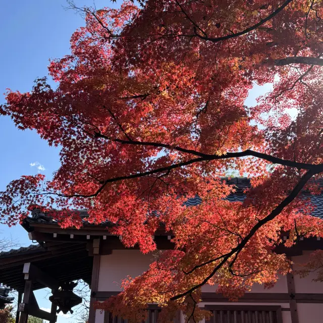 การเดินทางชมใบไม้เปลี่ยนสีที่อาราชิยามะในเกียวโต