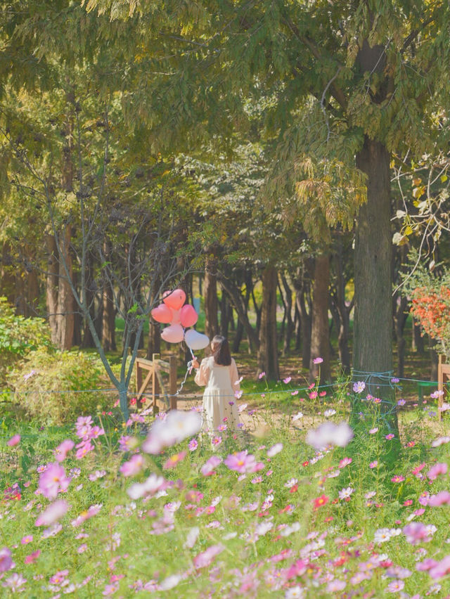 너무 행복했던 나의 분홍 빛 가을💖🌸🦄🎀