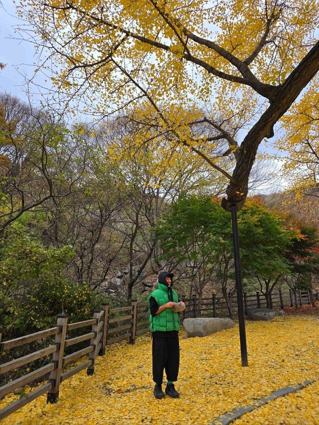 은행잎을 잡으면 소원이 이뤄지는곳💛