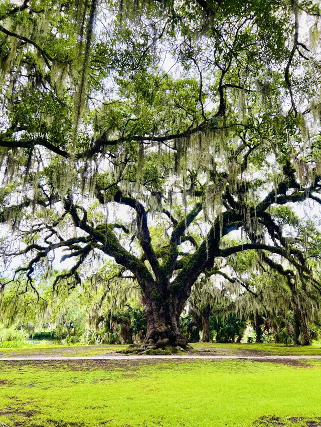 ［紐奧良旅遊］New Orleans City Park-最美麗的公園🍃⛲️