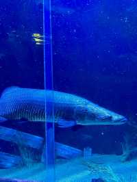 ［田納西旅遊］Tennessee Aquarium-心目中第一名的水族館🐠🦈🪼🐊🦋