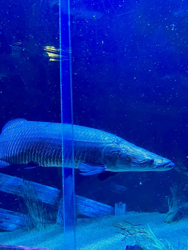 ［田納西旅遊］Tennessee Aquarium-心目中第一名的水族館🐠🦈🪼🐊🦋