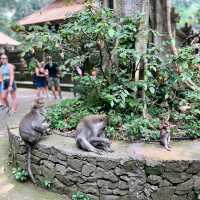 Monkey Forest Sanctuary