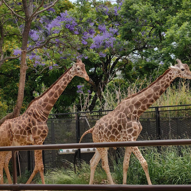台北市立動物園：動物王國之旅 🦁🌿
