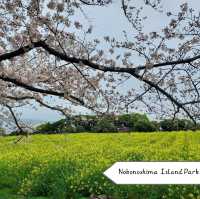 จุดชมซากุระในเมือง Fukuoka