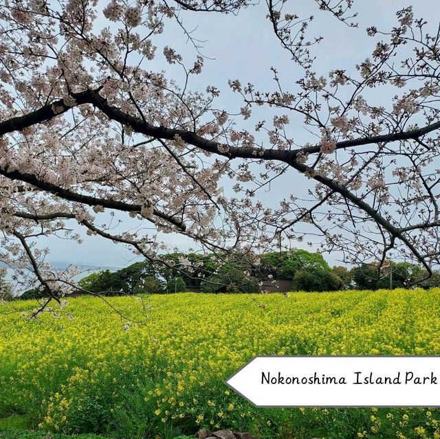 จุดชมซากุระในเมือง Fukuoka