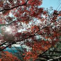 福岡筥崎宮 - 隱世之美，紅葉如畫
