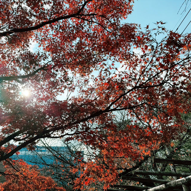 福岡筥崎宮 - 隱世之美，紅葉如畫