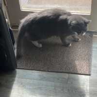 Cat meow