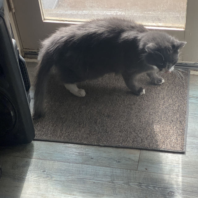 Cat meow