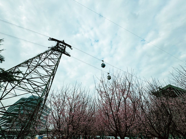 東涌櫻花園：春天的浪漫之旅🌸✨