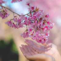 ตามล่าซากุระเมืองไทยที่ อุโมงค์ซากุระ กันค่า 🌸