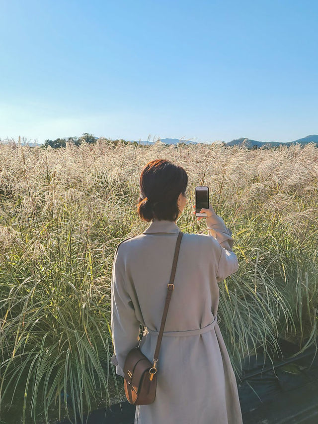 양주 나리공원 핑크뮬리,가을꽃 보고왔어요 !