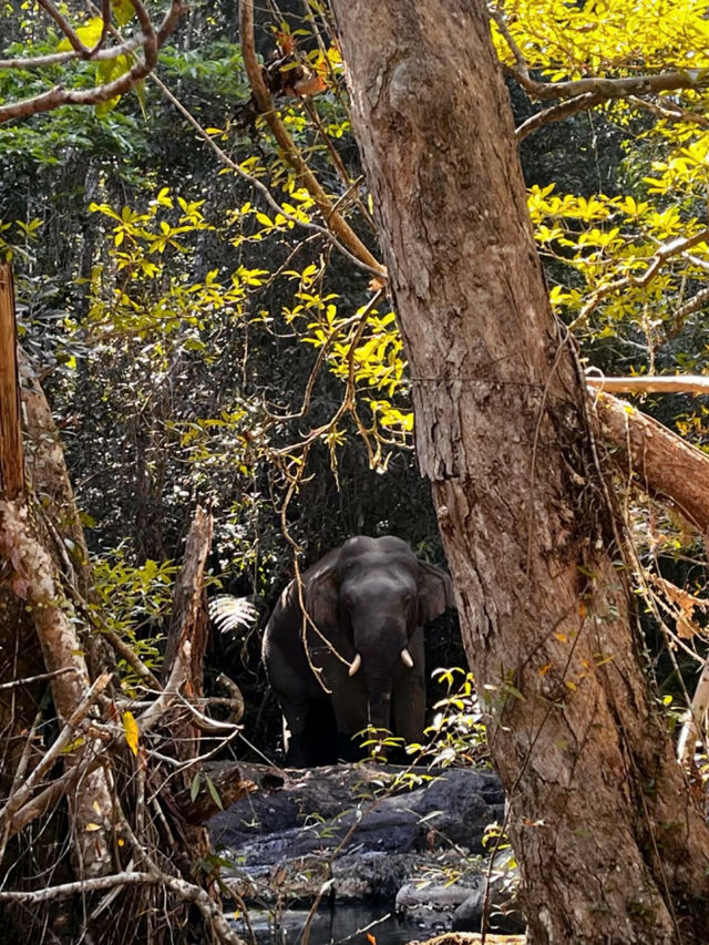 A Journey Through Nature’s Masterpiece: My Adventure at Khao Yai National Park