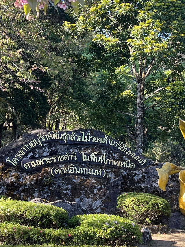 ซากุระ เมืองไทย 🌸✨