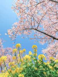 【神奈川】2月半ば見頃の桜スポット🌸