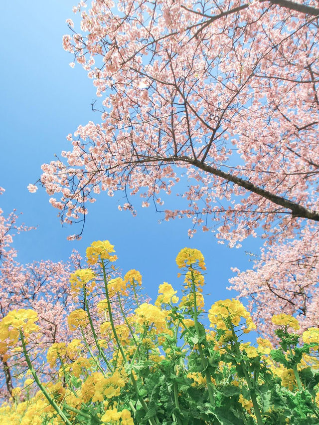 【神奈川】2月半ば見頃の桜スポット🌸