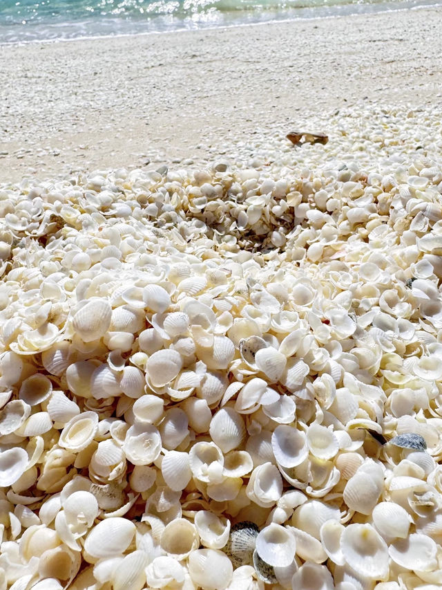 夢幻般的貝殼海灘 Shell Beach ⋯西澳洲必去景點 ☀️
