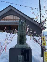 【秋田大館観光】秋田犬の里